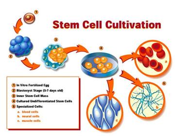 Image:Stem cell.jpg